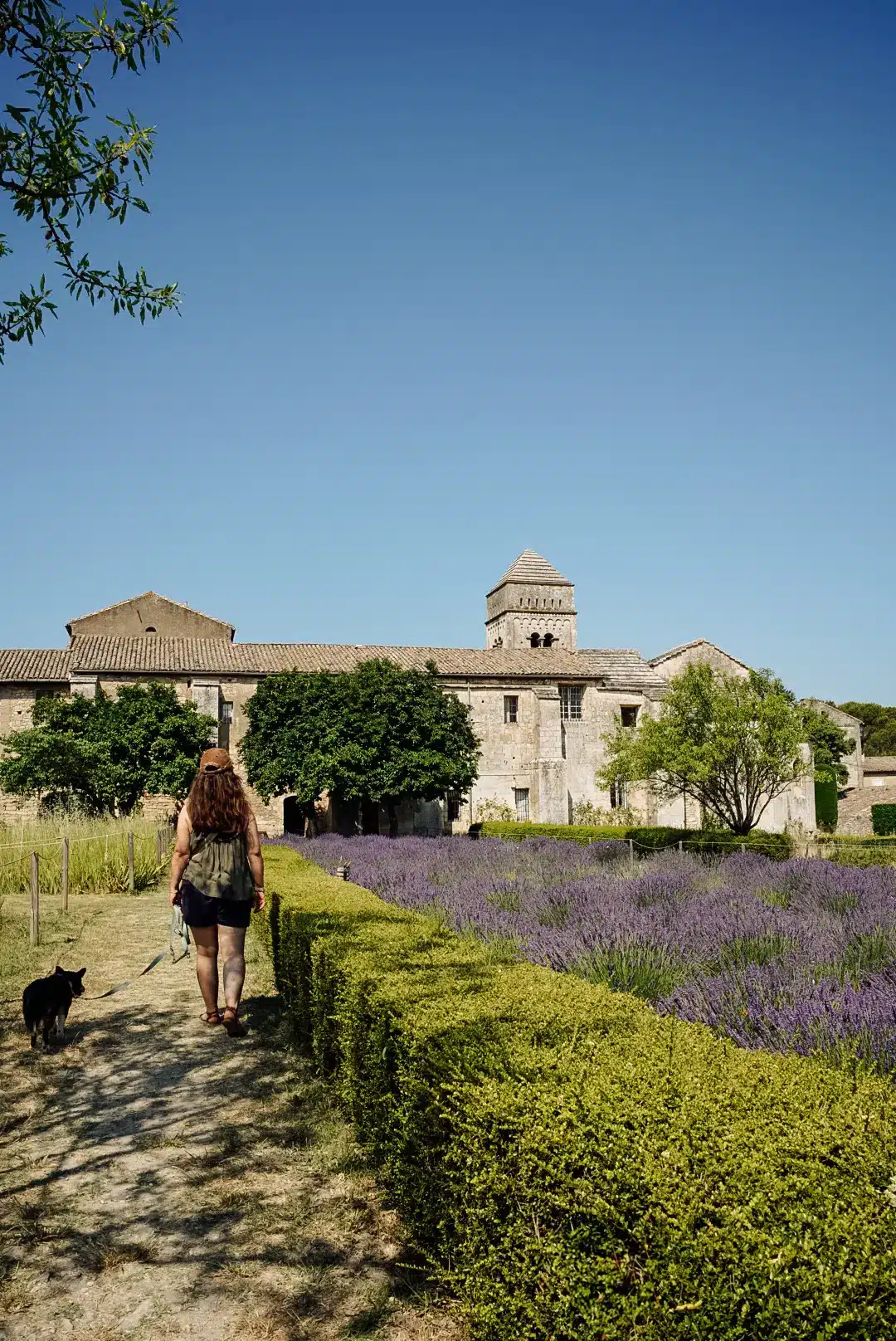 Provence-lavande