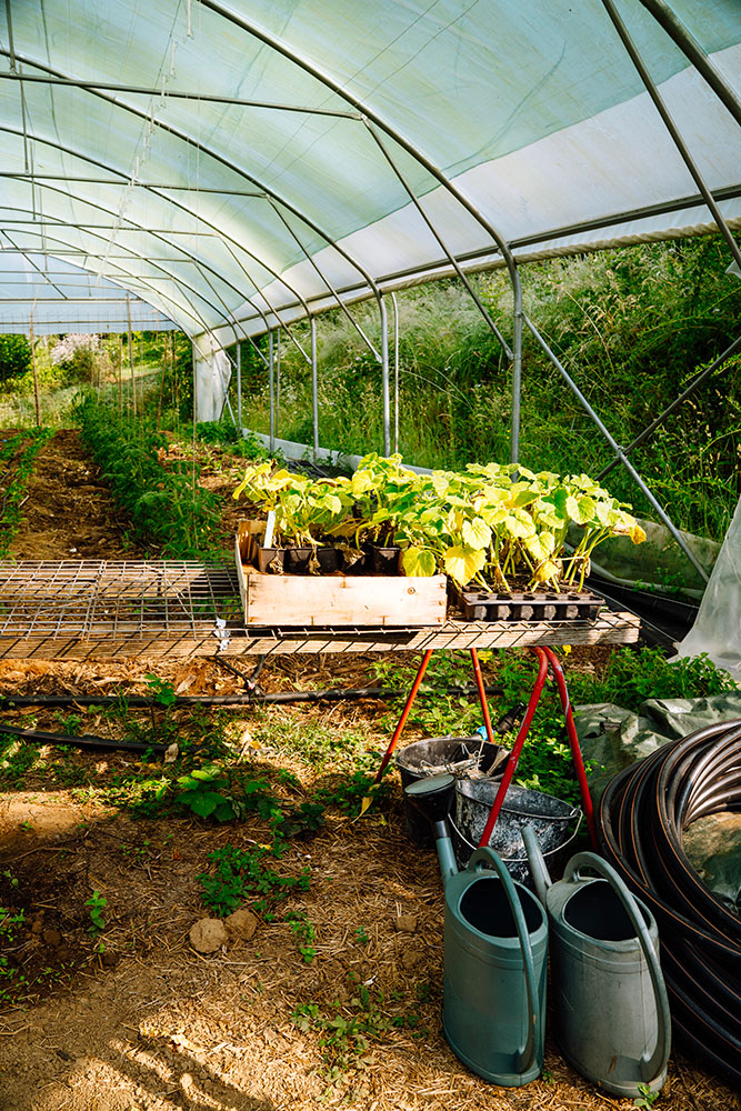 Vue sur une serre d'un potager dans le Tarn