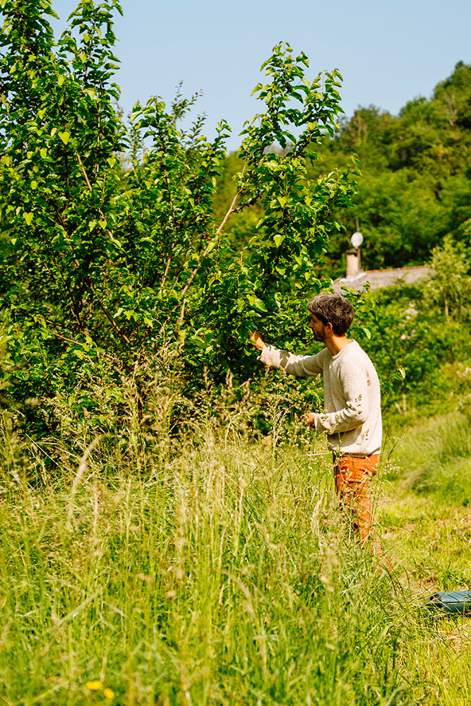 Cueillette de fruits pour dégustation dans le Tarn