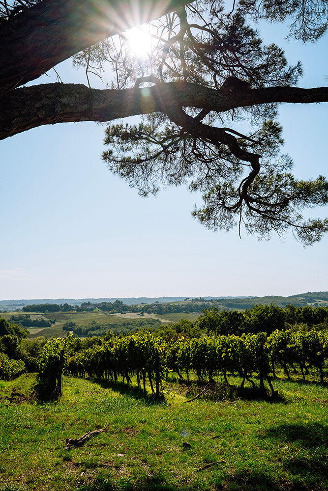 Vue sur les vignes de l'Oenorando La Ronde des Vignerons