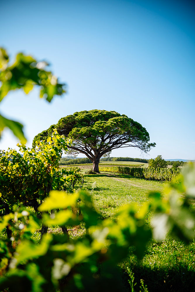 Magnfique pin parasol de Tauziès sur l'Oenorando La Ronde Des Vignerons
